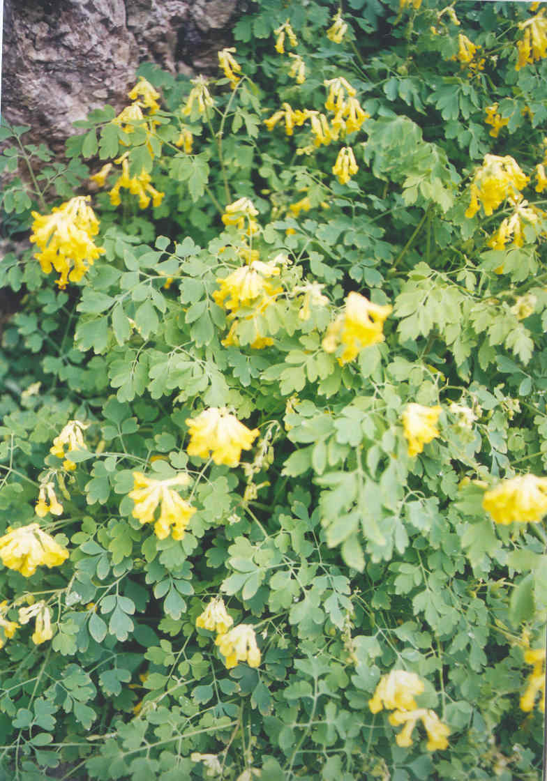 Pseudofumaria lutea (=Corydalis lutea) / Colombina gialla